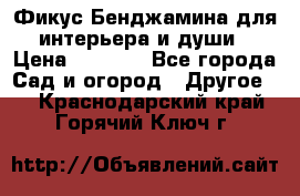 Фикус Бенджамина для интерьера и души › Цена ­ 2 900 - Все города Сад и огород » Другое   . Краснодарский край,Горячий Ключ г.